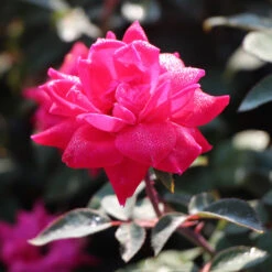 Pink Knock Out® Rose Tree 6 Pink Knock Out® Rose Tree -Plant Sales Store Pink Knockout Rose Tree 3 FGT