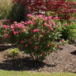 Double Pink Knock Out® Rose -Plant Sales Store Pink Knockout Shrub 3