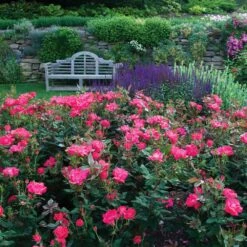 Double Pink Knock Out® Rose -Plant Sales Store Pink Knockout Shrub 6