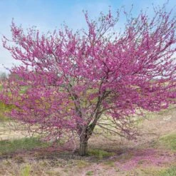'Pink Pom Poms' Redbud Tree -Plant Sales Store Pink Pom Pom Redbud 5