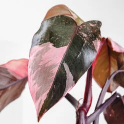 Pink Princess Philodendron -Plant Sales Store Pink Princess 2