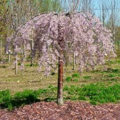 Pink Snow Showers™ Weeping Cherry Tree 9 Pink Snow Showers™ Weeping Cherry Tree -Plant Sales Store Pink Snow Showers Flowering Chery 1