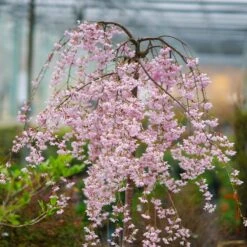 Pink Snow Showers™ Weeping Cherry Tree 10 Pink Snow Showers™ Weeping Cherry Tree -Plant Sales Store Pink Snow Showers Flowering Chery 2