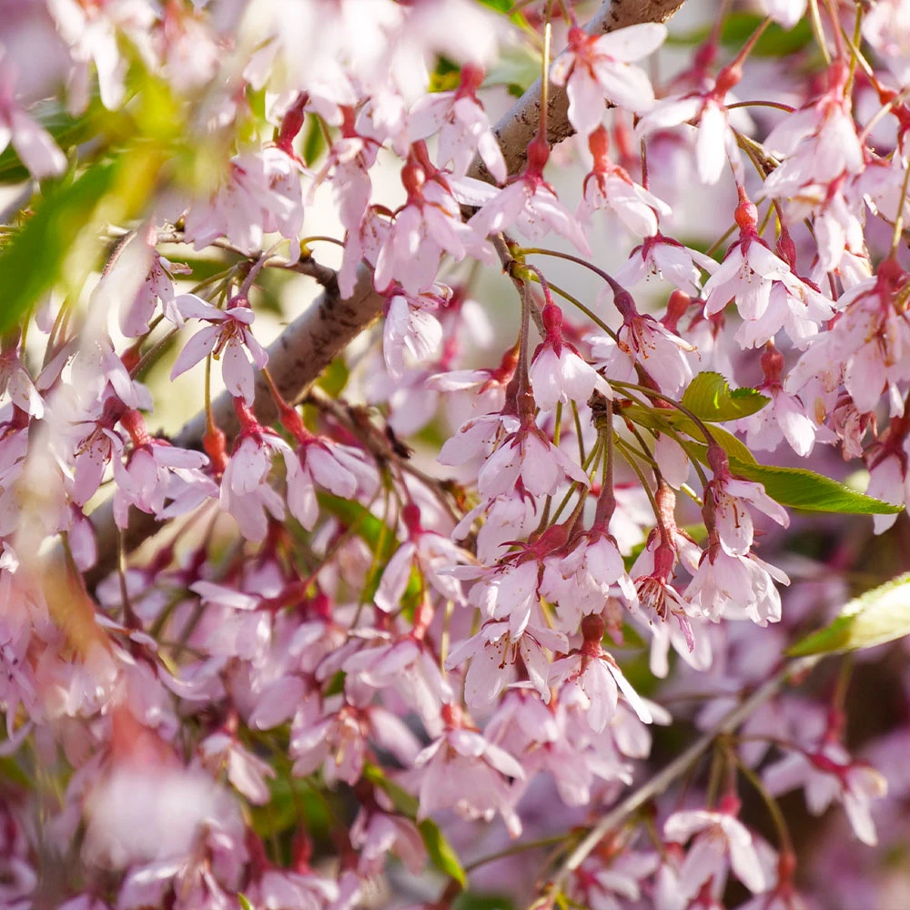 Pink Snow Showers™ Weeping Cherry Tree 2 Pink Snow Showers™ Weeping Cherry Tree - Image 2