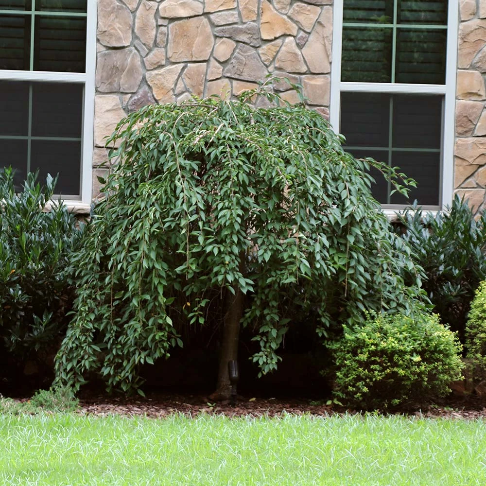 Pink Snow Showers™ Weeping Cherry Tree 5 Pink Snow Showers™ Weeping Cherry Tree - Image 5