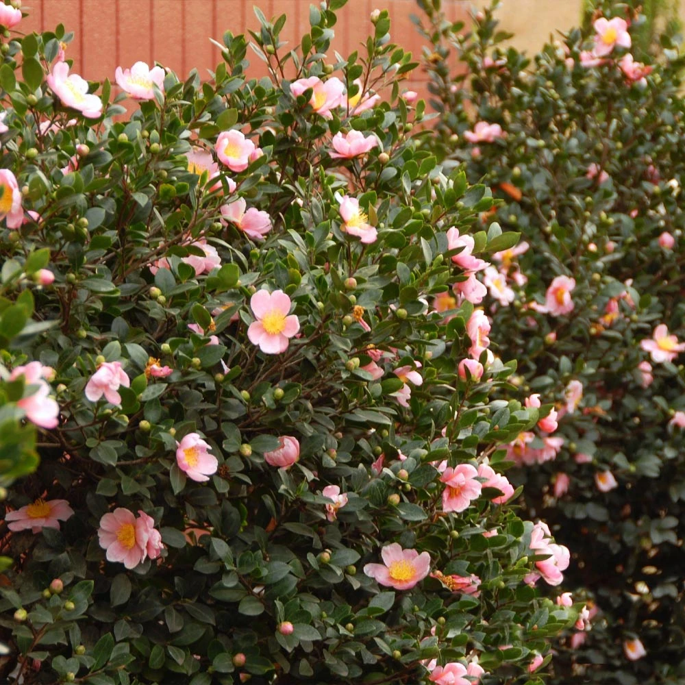 Pink-A-Boo® Camellia Shrub 2 Pink-A-Boo® Camellia Shrub - Image 2