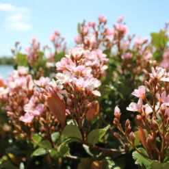 Pinkie Indian Hawthorn Shrub 9 Pinkie Indian Hawthorn Shrub -Plant Sales Store Pink indian Hawthorn 2