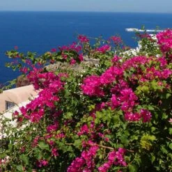 Pink Pixie Bougainvillea -Plant Sales Store Pixie Pink BOugainv illea FGT 3