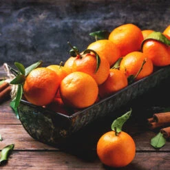 Pixie Mandarin Tree -Plant Sales Store Pixie Mandarin Tree 3