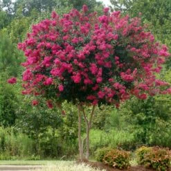 Pink Velour Crape Myrtle -Plant Sales Store Pnk Velour Crape Myrtle 5 FGT