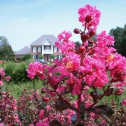 Pink Velour Crape Myrtle -Plant Sales Store Pnk Velour Crape Myrtle 6 FGT