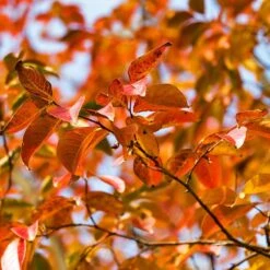 Pink Velour Crape Myrtle -Plant Sales Store Pnk Velour Crape Myrtle 8