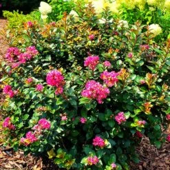 Pocomoke Crape Myrtle -Plant Sales Store Pocomoke Crape myrtle 2