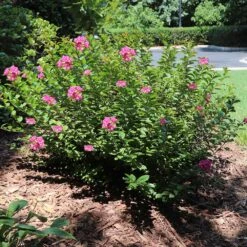 Pocomoke Crape Myrtle -Plant Sales Store Pokomoke 1