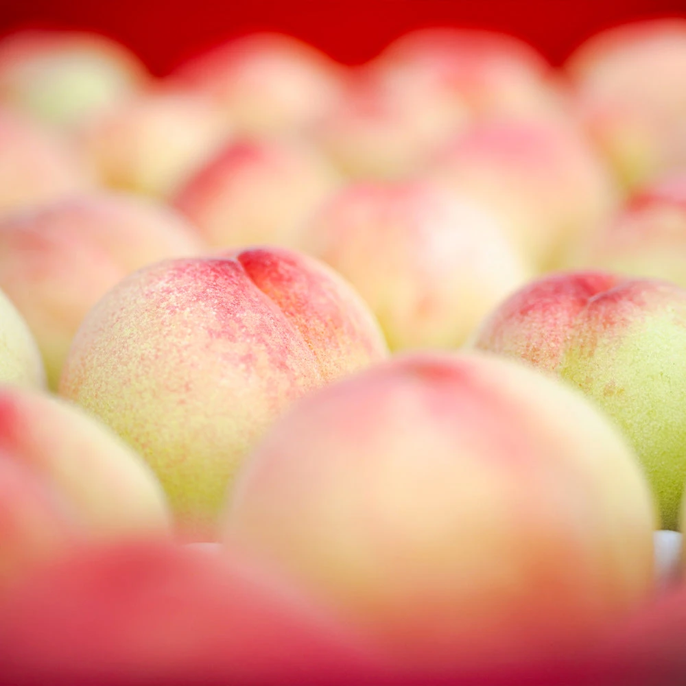 Polly Peach Tree 3 Polly Peach Tree - Image 3