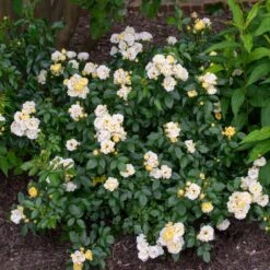 Popcorn Drift® Rose 5 Popcorn Drift® Rose -Plant Sales Store Popcorn Drift Rose 3