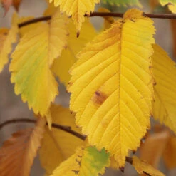 Prairie Expedition® Elm Tree -Plant Sales Store Prairie Expedition Elm 3