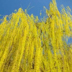 Prairie Cascade Weeping Willow 6 Prairie Cascade Weeping Willow -Plant Sales Store Prarie Cascade Willow 3 FGT