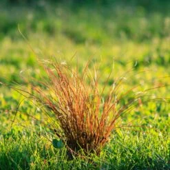 Prairie Fire Sedge -Plant Sales Store Prarie Fire Sedge 5 FGT