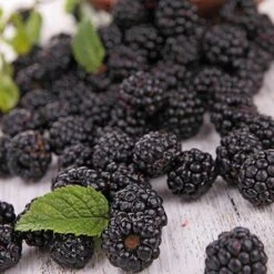 Prime Ark Freedom Blackberry - USDA Organic -Plant Sales Store Prime Ark Freedom Blackberries 2 450w 6eb9fce9 bbe8 4d18 aff3 ccaf8f5427c6