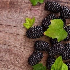Prime Ark Freedom Blackberry - USDA Organic -Plant Sales Store Prime Ark Freedom Blackberries 450w d5286eb3 bcc5 4d9f baed f30b1d6d3dee