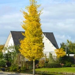 New Release -Plant Sales Store Princeton Sentry Ginkgo Tree 2