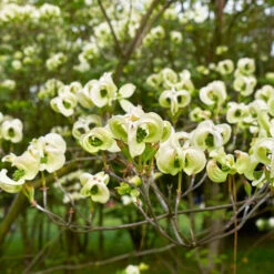 Mexican Flowering Dogwood Tree -Plant Sales Store Pringle Mexican Dogwood 1