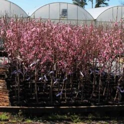 Profusion Crabapple Tree -Plant Sales Store Profussion Crabapple 1