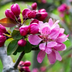 Profusion Crabapple Tree -Plant Sales Store Profussion Crabapple 3 FGT