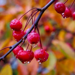 Profusion Crabapple Tree -Plant Sales Store Profussion Crabapple 6