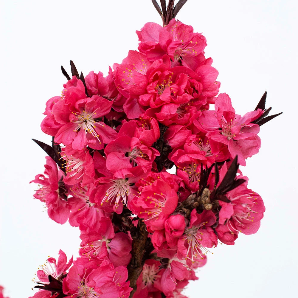 Ruby Ruffle™ Patio Peach Tree 3 Ruby Ruffle™ Patio Peach Tree - Image 3