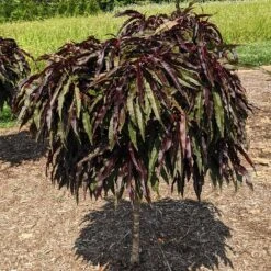 Ruby Ruffle™ Patio Peach Tree 9 Ruby Ruffle™ Patio Peach Tree -Plant Sales Store Prunus RubyRuffles 3