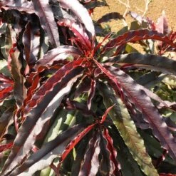 Ruby Ruffle™ Patio Peach Tree 11 Ruby Ruffle™ Patio Peach Tree -Plant Sales Store Prunus RubyRuffles 6