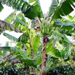 Puerto Rican Plantain Banana Tree -Plant Sales Store Puerto Rican Plantain Banana Tree 10