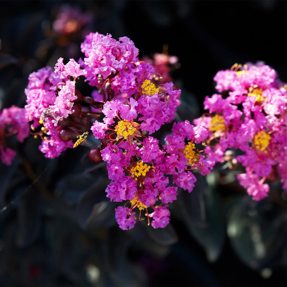Black Diamond® Crape Myrtle - Purely Purple™ 3 Black Diamond® Crape Myrtle - Purely Purple™ - Image 3