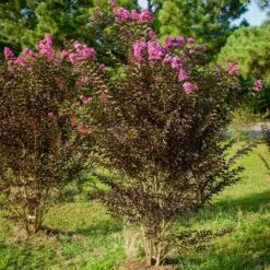 Black Diamond® Crape Myrtle - Purely Purple™ 8 Black Diamond® Crape Myrtle - Purely Purple™ -Plant Sales Store Purely Purple 3