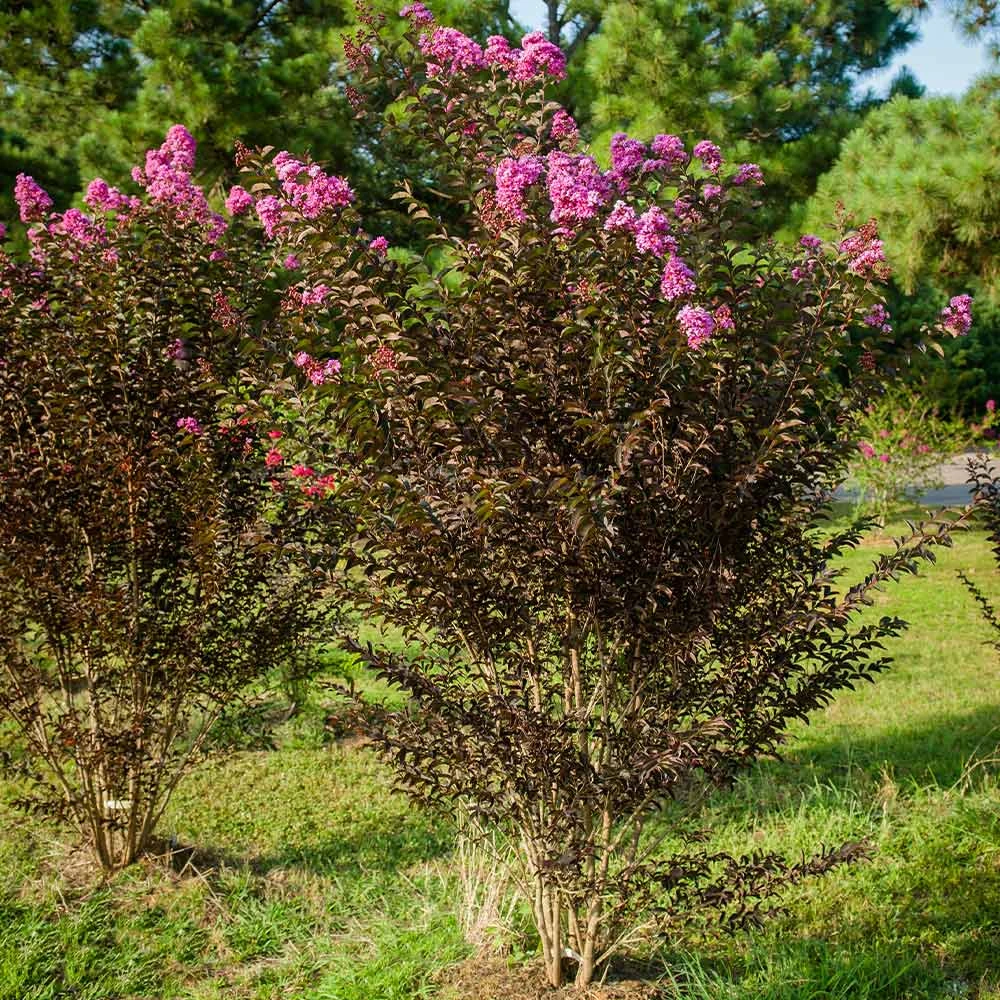 Black Diamond® Crape Myrtle - Purely Purple™ 4 Black Diamond® Crape Myrtle - Purely Purple™ - Image 4