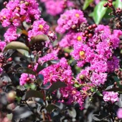 Black Diamond® Crape Myrtle - Purely Purple™ 9 Black Diamond® Crape Myrtle - Purely Purple™ -Plant Sales Store Purely Purple 4