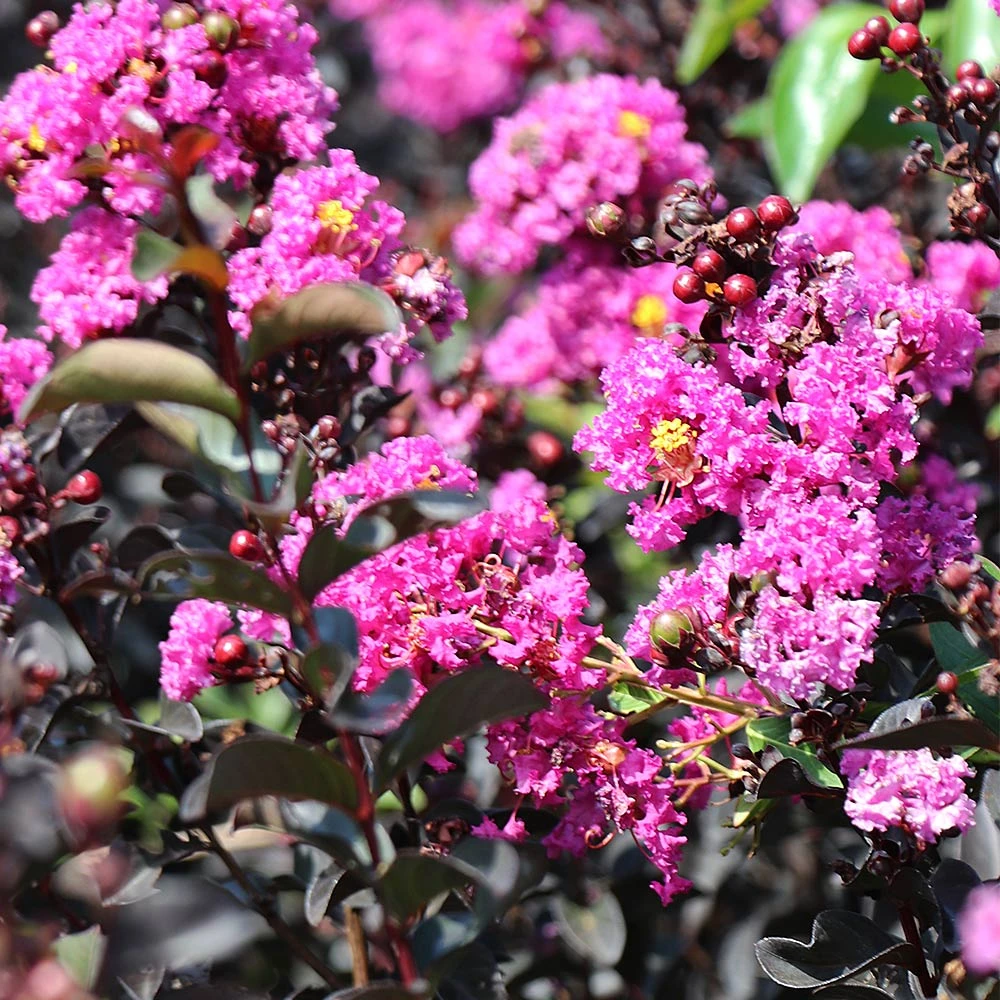 Black Diamond® Crape Myrtle - Purely Purple™ 5 Black Diamond® Crape Myrtle - Purely Purple™ - Image 5