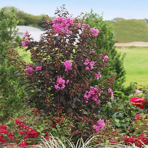 Black Diamond® Crape Myrtle - Purely Purple™ 1 Black Diamond® Crape Myrtle - Purely Purple™