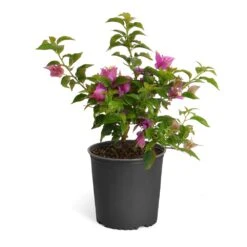 New River Purple Bougainvillea -Plant Sales Store Purple Bougainvillea 6inch
