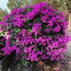New River Purple Bougainvillea -Plant Sales Store Purple Bougainvillea New River 11