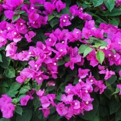 New River Purple Bougainvillea -Plant Sales Store Purple Bougainvillea New River 12 FGT