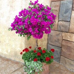 New River Purple Bougainvillea -Plant Sales Store Purple Bougainvillea New River 1 FGT