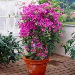 New River Purple Bougainvillea -Plant Sales Store Purple Bougainvillea New River 2