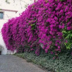 New River Purple Bougainvillea -Plant Sales Store Purple Bougainvillea New River 7 FGT