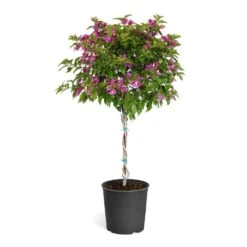 New River Purple Bougainvillea -Plant Sales Store Purple Bougainvillea Tree