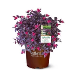 Purple Daydream® Dwarf Loropetalum -Plant Sales Store Purple Daydream Loropetalum 2