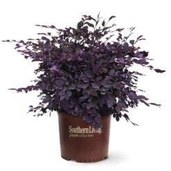 Purple Diamond® Semi-Dwarf Loropetalum -Plant Sales Store Purple Diamond loropetalum 6