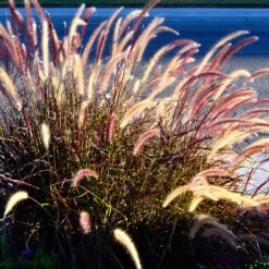 Purple Fountain Grass -Plant Sales Store Purple Fountain Grass 2